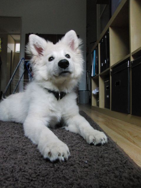 Fotos/2010vervolgJnest/Jade/CIMG2907[1].JPG